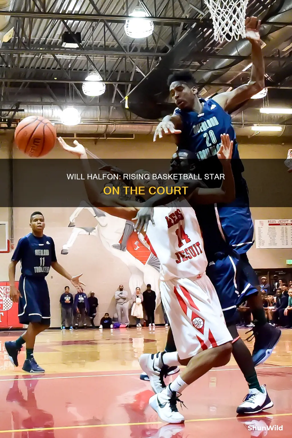 will halfon basketball