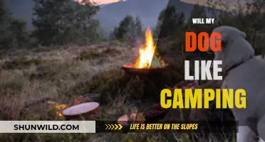 Will My Dog Enjoy Camping: Tips for a Pawsome Outdoor Adventure