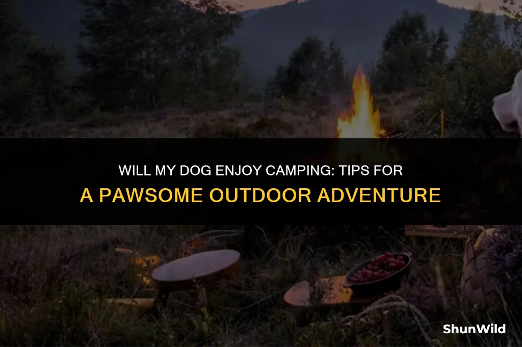 will my dog like camping