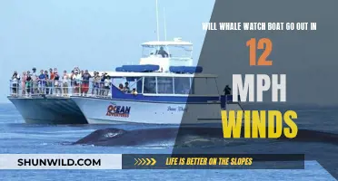 Whale Watching: Safe in 12 mph Winds?