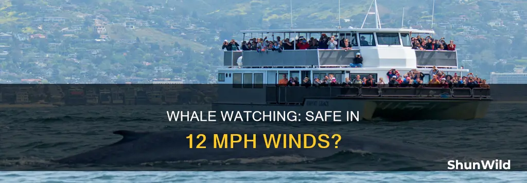 will whale watch boat go out in 12 mph winds
