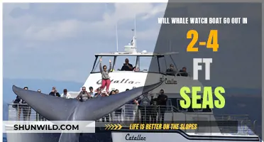 Whale Watch Boat: Choppy Seas Adventure