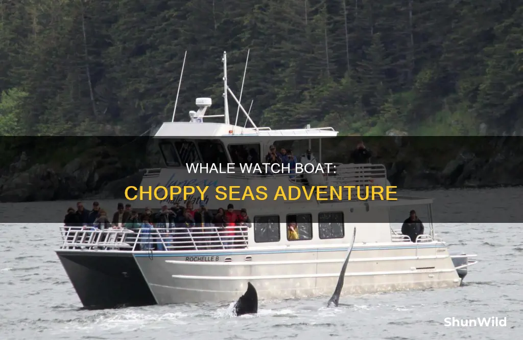 will whale watch boat go out in 2-4 ft seas